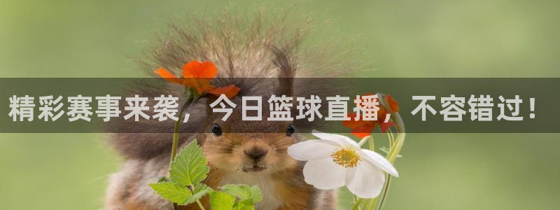 精彩赛事来袭，今日篮球直播，不容错过！