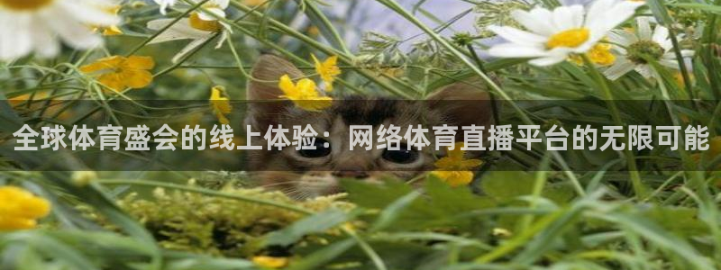 全球体育盛会的线上体验：网络体育直播平台的无限可能