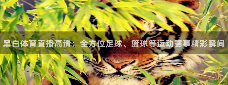 黑白体育直播高清：全方位足球、篮球等运动赛事精彩瞬间