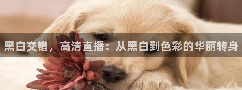 黑白交错，高清直播：从黑白到色彩的华丽转身
